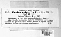 Hymenoscyphus epiphyllus image